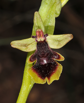 Ophrys Subinsectifera Roselyne Buscail 